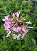 Soapwort