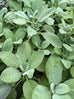 Salvia officinalis &