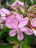 Soapwort