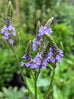 Vervain - Blue