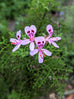 Scented Geranium African Spice