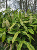 Galangal Plant