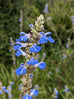 Salvia uliginosa &