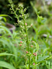 Figwort