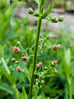 Figwort