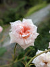 Rose &