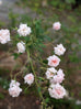 Rose &