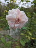 Rose &