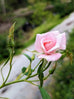 Rose &