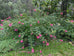 Salvia involucrata