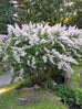 Nutmeg Bush in flower