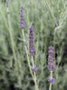 Allardii Lavender Flower