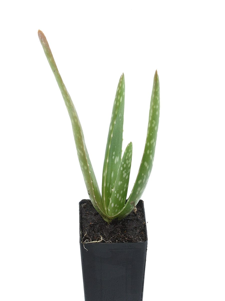 aloe vera plant australia Organic Aloe barbadensis Plant