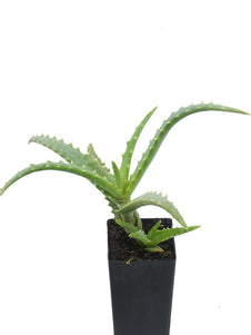 Aloe Candelabra