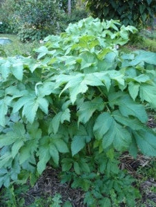 Angelica Archangelica