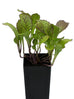 Asian Greens - Giant Red Mustard