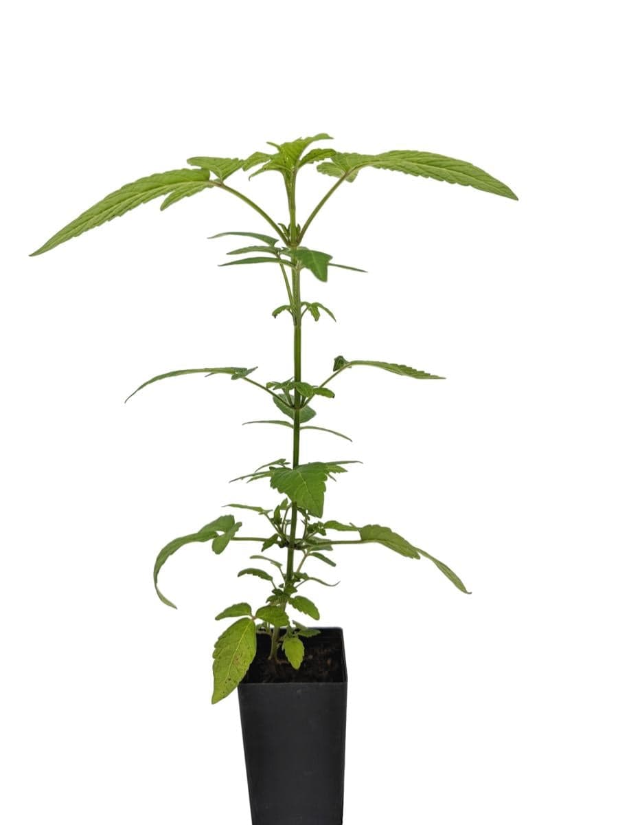 Organic Balm of Gilead | Cedronella canariensis Plant - Mudbrick Herb  Cottage