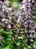 Basil - African Blue Basil