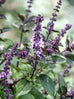 Basil - African Blue Basil