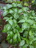 sweet basil plant