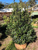 bay tree in a large pot