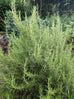 benenden blue rosemary