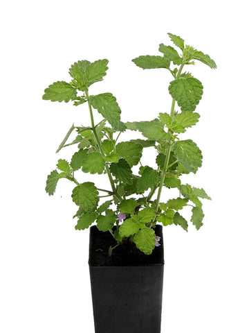 Black Horehound