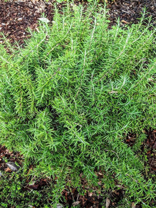 Rosemary - Blue Lagoon Rosemary