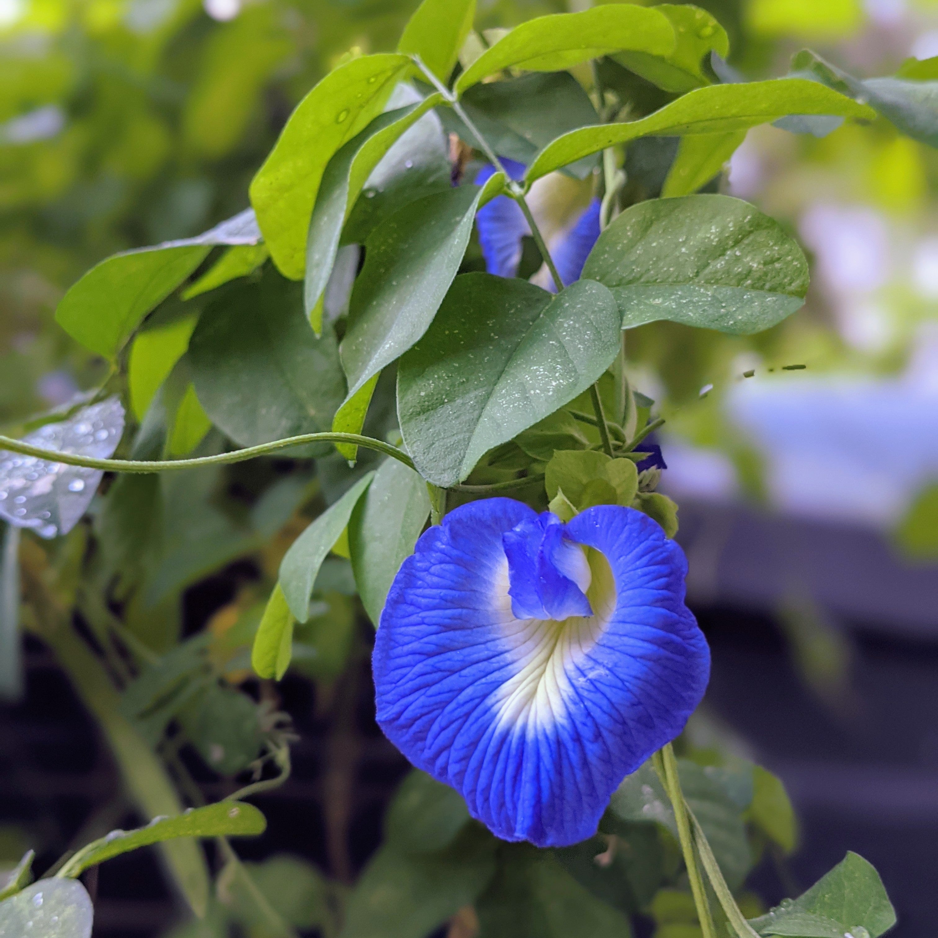 BUTTERFLY PEA FLOWER