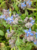 Borage