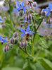 Borage
