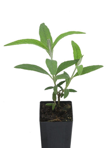 Buddleja 'Orange Ball'