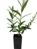 Buddleja alternifolia