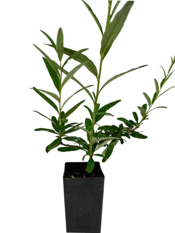 Buddleja 'Alternate-leaf'