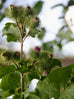 burdock plant australia