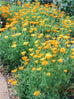 californian poppies
