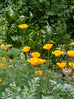 growing california poppy australia
