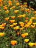 poppy flower