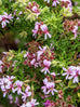 Scented Geranium Candy Dancer