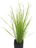 Cat grass