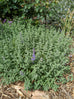 Catmint - Walker&