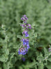 Catmint - Walker&