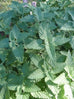 catnip plant australia