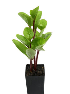 Ceylon Spinach - Red Stem