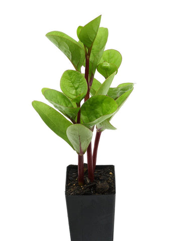 Ceylon Spinach - Red Stem