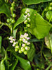 Ceylon Spinach