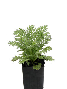 Chamomile Dyers