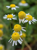 chamomile flower