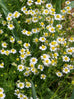 Chamomile German