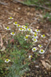 chamomile plant